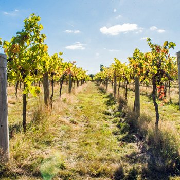Stanlake Park Wine Estate TourandTasting For Two