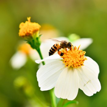 Beekeeping Retreat With Spa Treatments For Two
