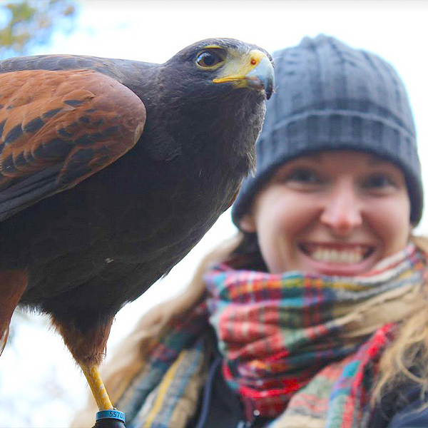 Falconry For Two In Staffordshire