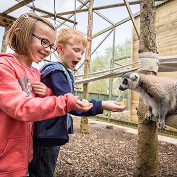 Junior Zoo Keeper For Two Shropshire
