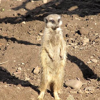 Meerkat Experience For Two