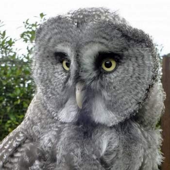 Owl Experience Hertfordshire